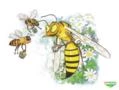 Aprendendo com as abelhas a viver em sociedade