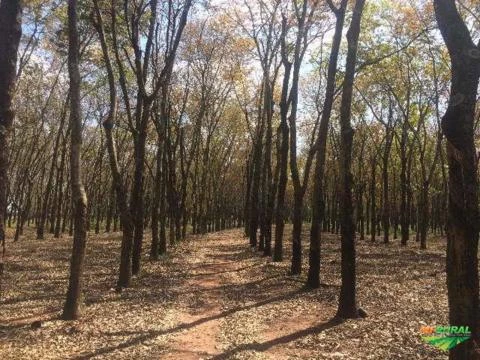Sitio 100% plantado com 18.000 arvores de Seringueira em plena Produção