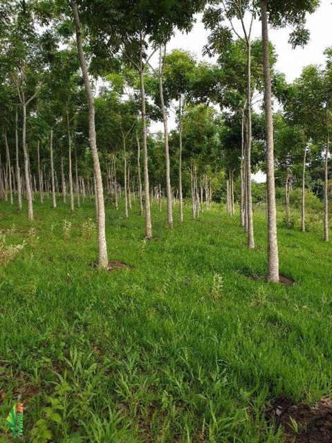 Imagem Mogno africano Imagem Mogno africano