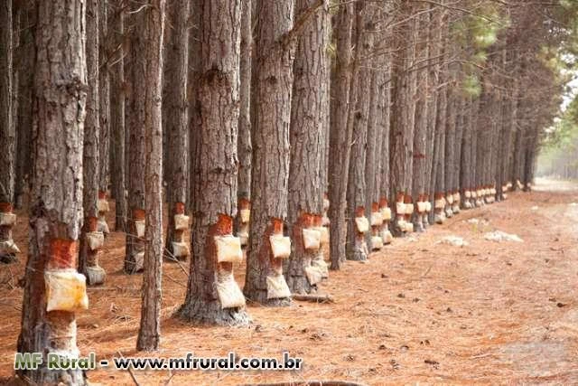 Florestas com Pinus Elliotti para Arrendamento