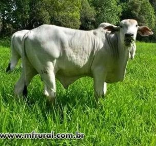Depoimento de anúncio vendido Depoimento de anúncio vendido
