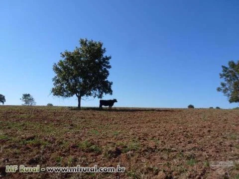 Fazenda no RS para Soja, Milho, Arroz, Pecuária