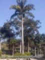 Palmeira Imperial Imagem Palmeira Imperial