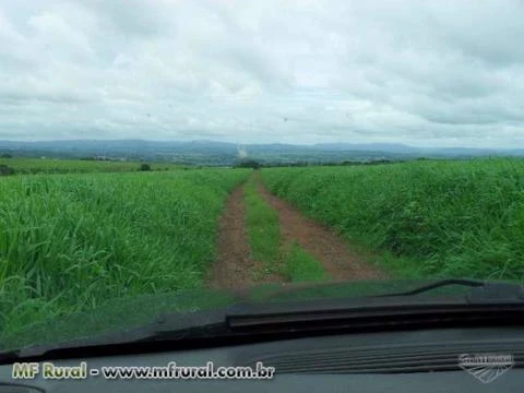 Fazenda de 100 alqueires em MG