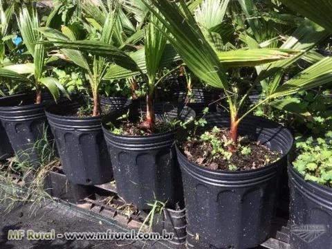 Palmeira Washingtonia - Mudas entre 70 e 80 cm