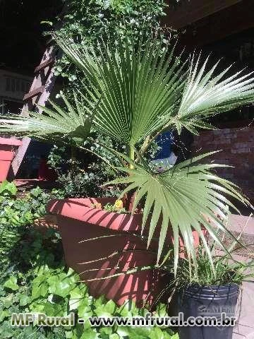 Palmeira Washingtonia - Mudas entre 70 e 80 cm