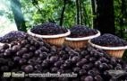 Açaí sabor do Acre Imagem Açaí sabor do Acre