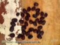 Sementes de pau-ferro (Caesalpinia ferrea)