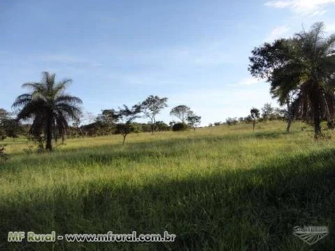 Fazenda 50 hectares toda formada entre Baldim e Jequitibá-MG