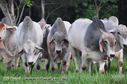 TOUROS MOCHO TABAPUÃ Imagem TOUROS MOCHO TABAPUÃ