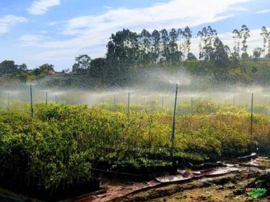 Mudas Nativas Imagem Mudas Nativas