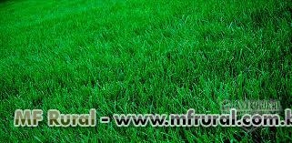 Gramas Imagem Gramas