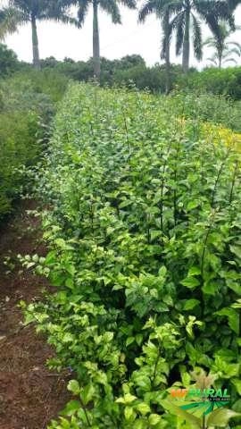 Cerca-viva Imagem Cerca-viva