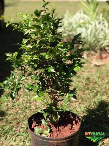 Mudas Frutíferas para pomar Imagem Mudas Frutíferas para pomar