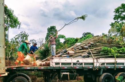 MUDAS DAP Imagem MUDAS DAP