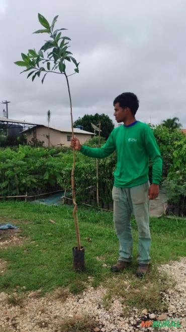 Mudas de Capororoca (Myrsine umbellata) Imagem Mudas de Capororoca (Myrsine umbellata)