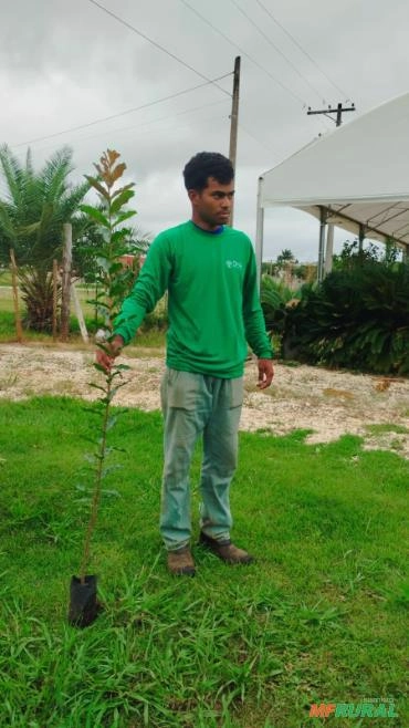 Mudas de Dedaleiro (Lafoensia pacari) Imagem Mudas de Dedaleiro (Lafoensia pacari)