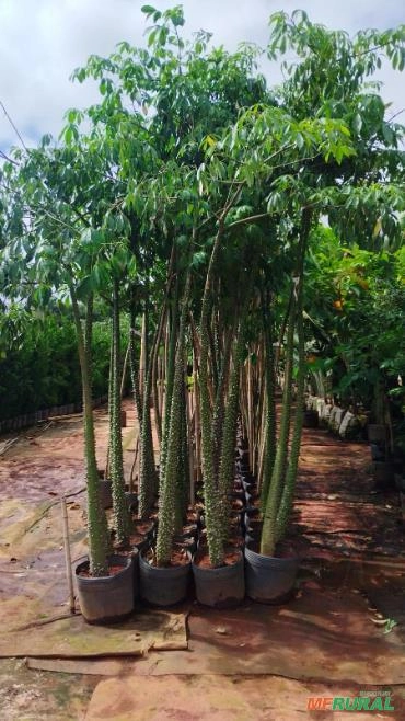 Mudas de Paineira (Ceiba speciosa) Imagem Mudas de Paineira (Ceiba speciosa)