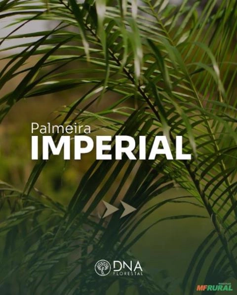 PALMEIRA IMPERIAL Imagem PALMEIRA IMPERIAL