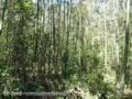 Floresta de Eucalipto Benthamii