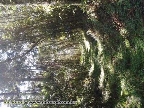Floresta de Eucalipto Benthamii