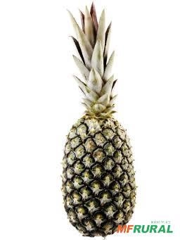 Abacaxi pérola Imagem Abacaxi pérola