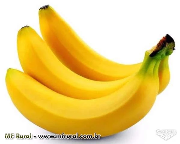 Banana Nanica