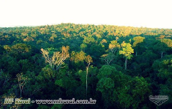 Área no Amazonas com ICMBIO de 30 mil a 800 mil hectares