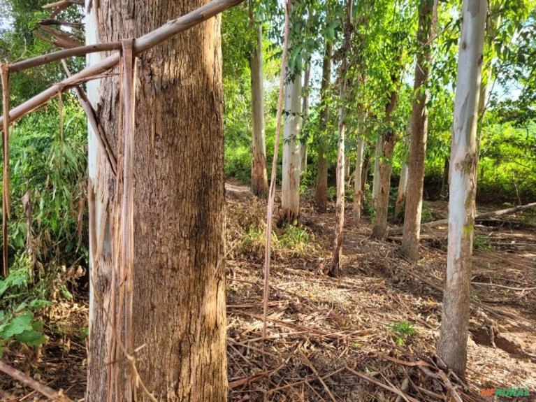 Vendo Eucaliptos mais de 12 anos Imagem Vendo Eucaliptos mais de 12 anos