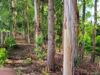 Imagem Vendo Eucaliptos mais de 12 anos Imagem Vendo Eucaliptos mais de 12 anos