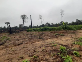 Fazenda à venda