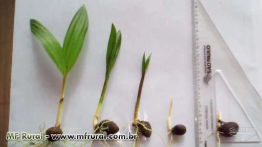 PLÁNTULAS DE PUPUNHA (Bactris gasipaes.) Imagem PLÁNTULAS DE PUPUNHA (Bactris gasipaes.)