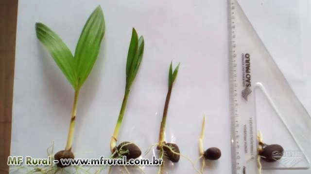 PLÁNTULAS DE PUPUNHA (Bactris gasipaes.) Imagem PLÁNTULAS DE PUPUNHA (Bactris gasipaes.)