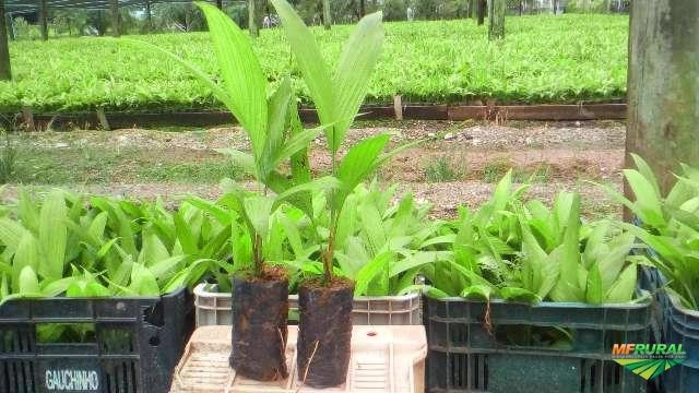 MUDAS DE PUPUNHA PERUANA SEM ESPINHO Imagem MUDAS DE PUPUNHA PERUANA SEM ESPINHO