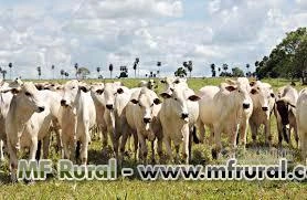 Fazenda para criação de gado
