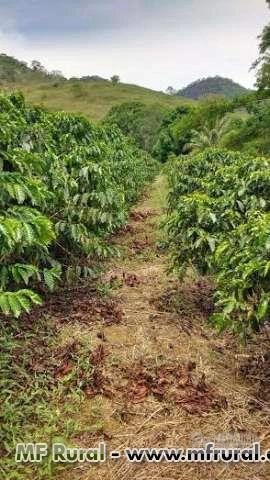 Adubo Foliar Imagem Adubo Foliar