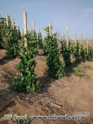 Imagem Adubo Foliar Imagem Adubo Foliar