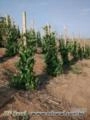 Adubo Foliar Imagem Adubo Foliar