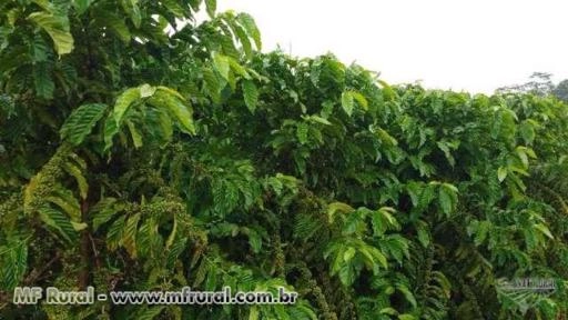Imagem Adubo Foliar Imagem Adubo Foliar