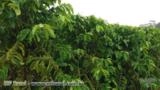 Adubo Foliar Imagem Adubo Foliar