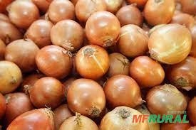 Cebola Nacional e importada Imagem Cebola Nacional e importada
