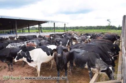 Fazenda 3500 Hectares em Rio Branco - Acre (Com pasto e Manejo com Autex)