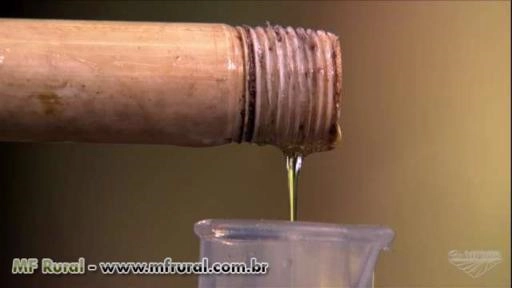 Óleo de Copaíba Imagem Óleo de Copaíba