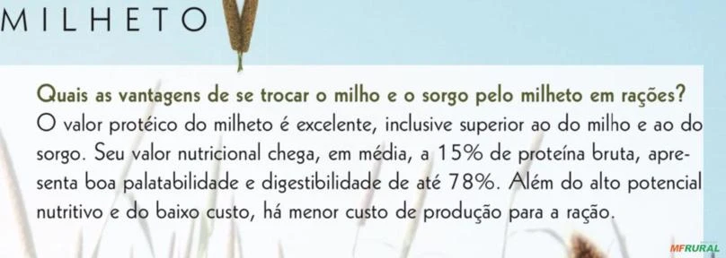 Silagem de Milheto em São Miguel das Missões RS