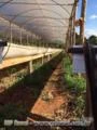 Calha para cultivo de morangos e orgânicos