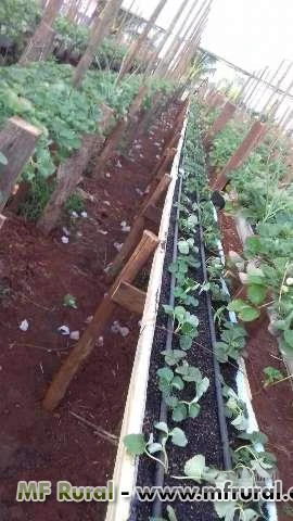 Calha para cultivo de morangos e orgânicos