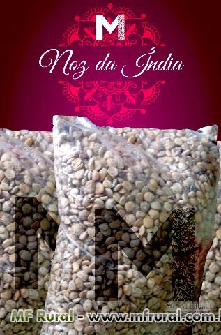 NOZ DA INDIA - SEMENTES - ORIGINAL - Pronta Entrega