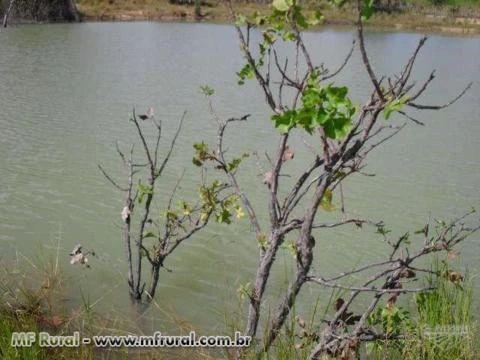 Fazenda em Conceição do Tocantins - TO com 434 hectares.