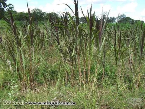 Fazenda em Conceição do Tocantins - TO com 434 hectares.