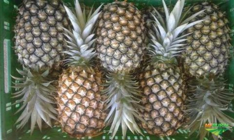 Abacaxi Imagem Abacaxi